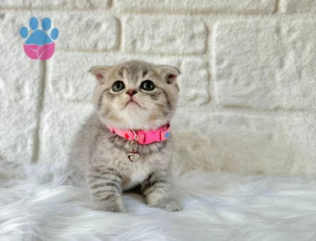 Scottish Fold Tabby Dişi 2 Aylık
