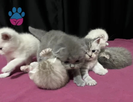 Tontiş ve Şapşik Scottish Fold ve Straight Yavrularım