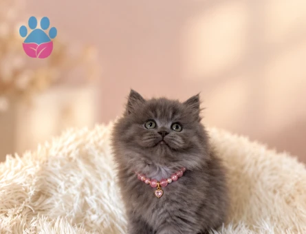 2 Aylık British Longhair Gri Dişi Yavrumuz - 9703 - Görsel 2