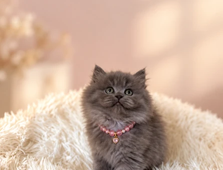 2 Aylık British Longhair Gri Dişi Yavrumuz - 9703
