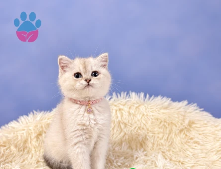 2 Aylık British Shorthair Dişi Yavrumuz - 9706 - Görsel 2