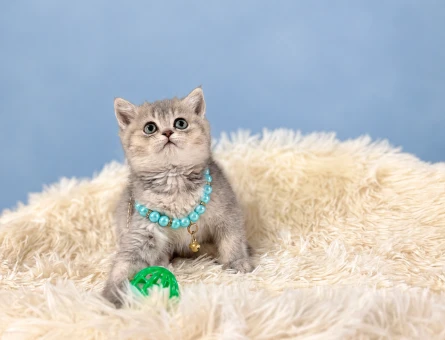 British Shorthair Silver Tabby Sevgi Dolu Yuva Arıyoruz - 9707
