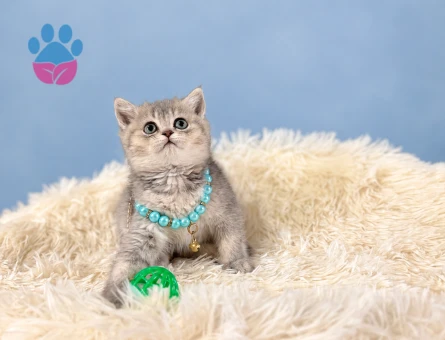 British Shorthair Silver Tabby Sevgi Dolu Yuva Arıyoruz - 9707 - Görsel 3