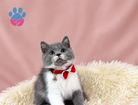 British Shorthair Lilac Bicolor Erkek Yavrumuz - 9708 - Görsel 3
