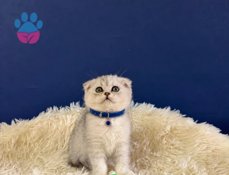 Scottish Fold Silver Erkek Yavrumuz - 9712 - Görsel 3