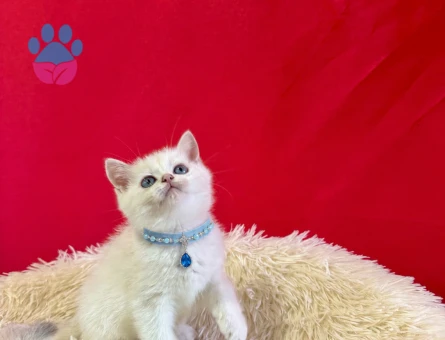 Aşırı Sevimli British Shorthair Erkek - 9713 - Görsel 3
