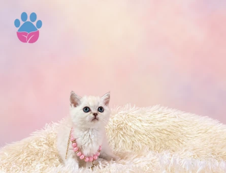 Zarafetiyle Büyüleyen British Shorthair Point Dişi - 9714 - Görsel 3