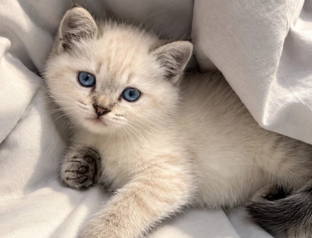 Tuvalet eğitimli British Shorthair - 9715