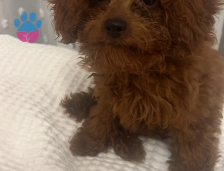 2.5 aylık poodle - 9719