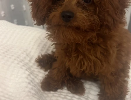 2.5 aylık poodle - 9719