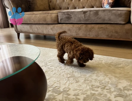 25 aylık poodle - 9719 - Görsel 4