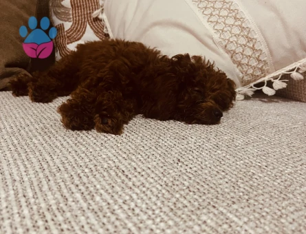 25 aylık poodle - 9719 - Görsel 3