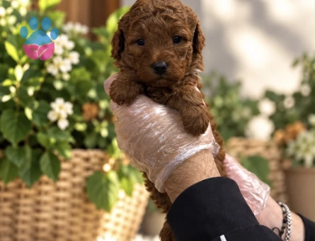 REDBROWN TOY POODLE YAVRULARIMIZ - 9722 - Görsel 2