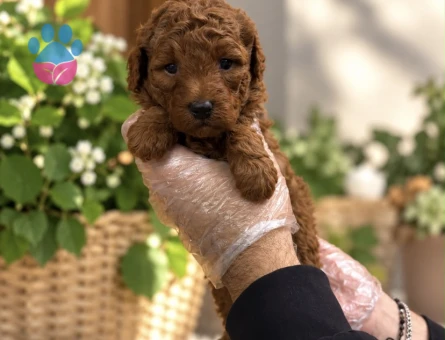 REDBROWN TOY POODLE YAVRULARIMIZ - 9722 - Görsel 3