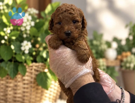 REDBROWN TOY POODLE YAVRULARIMIZ - 9722 - Görsel 4
