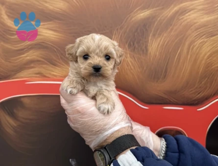 BABYFACE MALTİPOO YAVRULARIMIZ - 9723 - Görsel 5