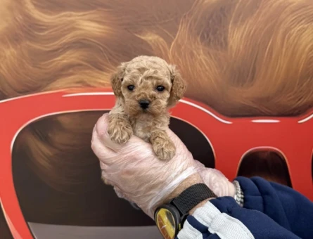 BABYFACE MALTİPOO YAVRULARIMIZ - 9723