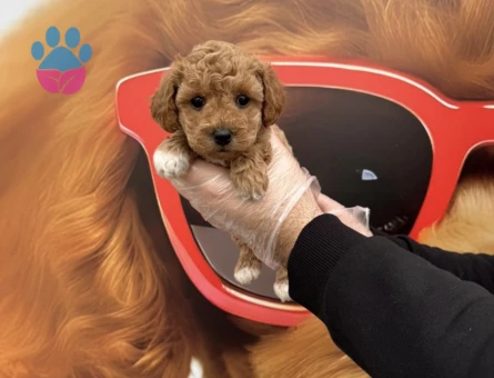 BABYFACE MALTİPOO YAVRULARIMIZ - 9723 - Görsel 3