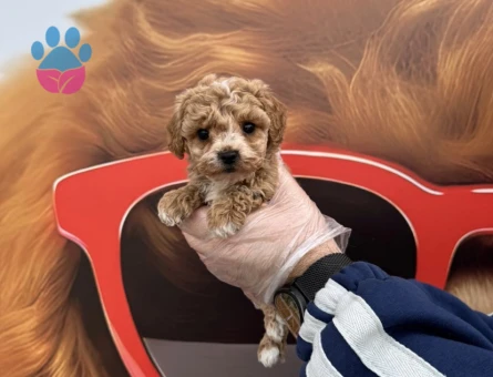 BABYFACE MALTİPOO YAVRULARIMIZ - 9723 - Görsel 4