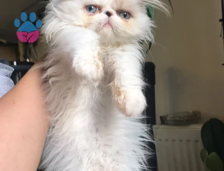 Exotic shorthair dişi - 9726 - Görsel 2