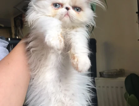 Exotic shorthair dişi - 9726