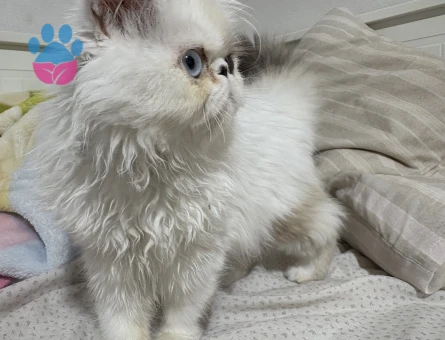 Exotic shorthair dişi - 9726 - Görsel 3