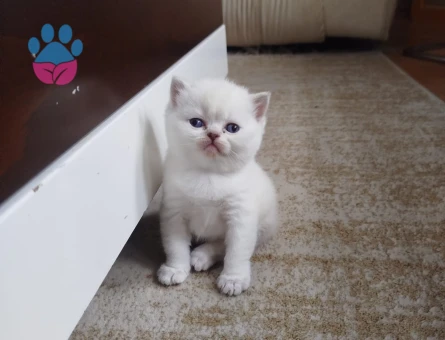 British Shorthair Minik Yavrular - 9727 - Görsel 2