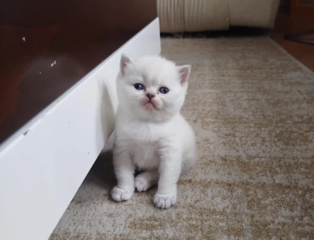 British Shorthair Minik Yavrular - 9727