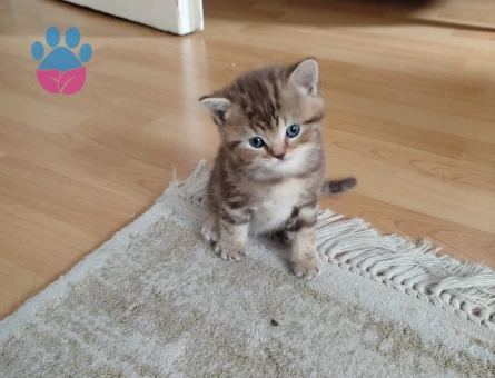 British Shorthair Minik Yavrular - 9727 - Görsel 3