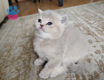 British Shorthair Minik Yavrular - 9727 - Görsel 4
