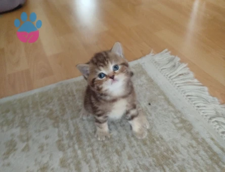 British Shorthair Minik Yavrular - 9727 - Görsel 5
