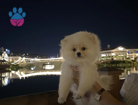 Teddy bear pomerian bo - 9729