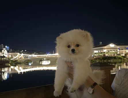 Teddy bear pomerian bo - 9729