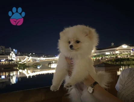 Teddy bear pomerian bo - 9729 - Görsel 4