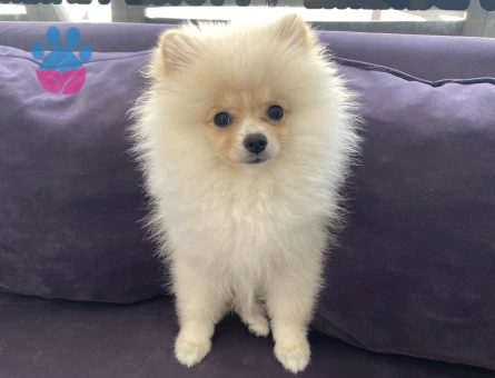 Teddy bear pomerian bo - 9729 - Görsel 3
