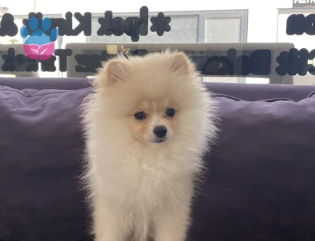 Teddy bear pomerian bo - 9729 - Görsel 5