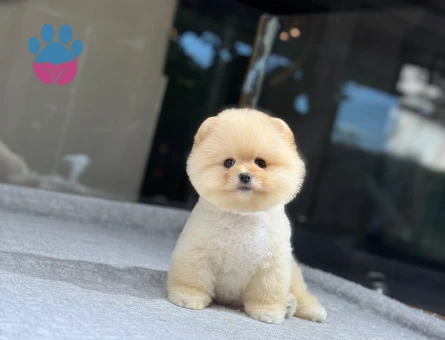 Bal Köpüğü Pomeranian 3 Aylık Yavrularımız - 9731 - Görsel 2