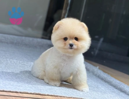 Bal Köpüğü Pomeranian 3 Aylık Yavrularımız - 9731 - Görsel 4