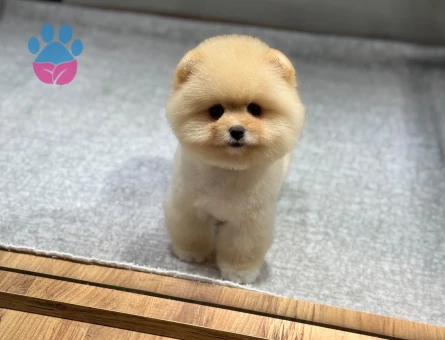 Bal Köpüğü Pomeranian 3 Aylık Yavrularımız - 9731 - Görsel 3
