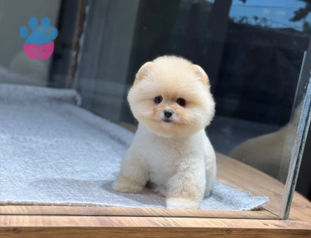Bal Köpüğü Pomeranian 3 Aylık Yavrularımız - 9731 - Görsel 5