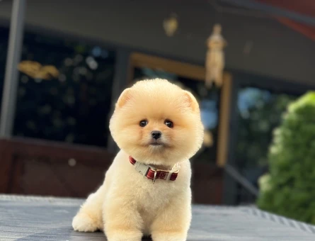 Orange Pomeranian Boo Dişi ve Erkek - 9732