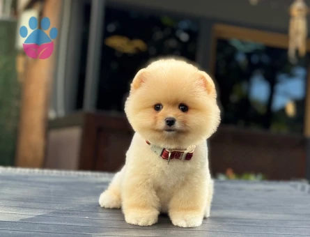 Orange Pomeranian Boo Dişi ve Erkek - 9732 - Görsel 5