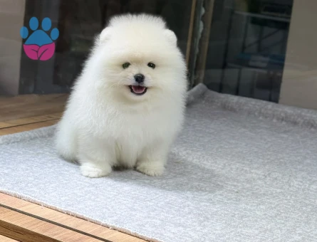 White Pomeranian Boo Dişi ve Erkek Yavrular - 9733 - Görsel 4