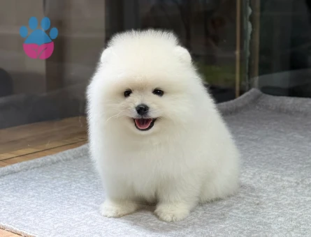 White Pomeranian Boo Dişi ve Erkek Yavrular - 9733 - Görsel 3