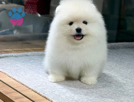 White Pomeranian Boo Dişi ve Erkek Yavrular - 9733 - Görsel 2