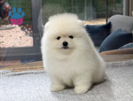 White Pomeranian Boo Dişi ve Erkek Yavrular - 9733 - Görsel 5