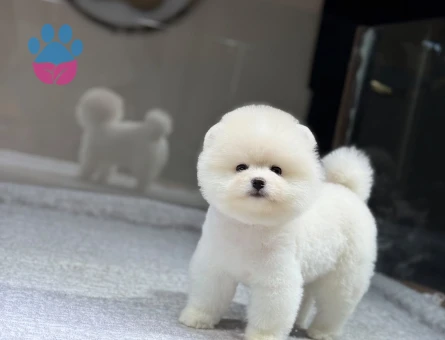 Pomeranian Boo Teddy Bear Dişi ve Erkek - 9734