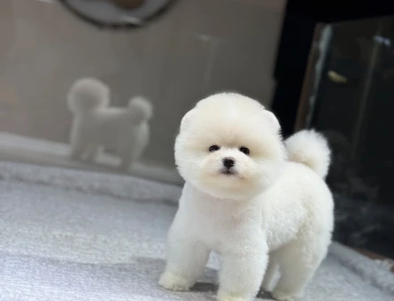 Pomeranian Boo Teddy Bear Dişi ve Erkek - 9734