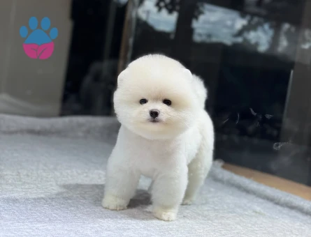 Pomeranian Boo Teddy Bear Dişi ve Erkek - 9734 - Görsel 5