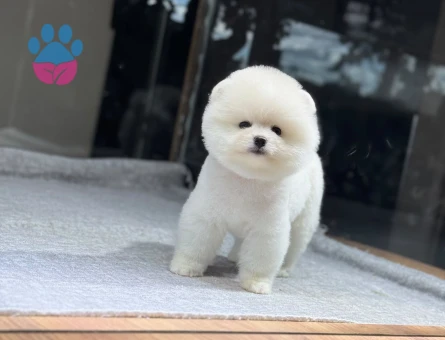 Pomeranian Boo Teddy Bear Dişi ve Erkek - 9734 - Görsel 4